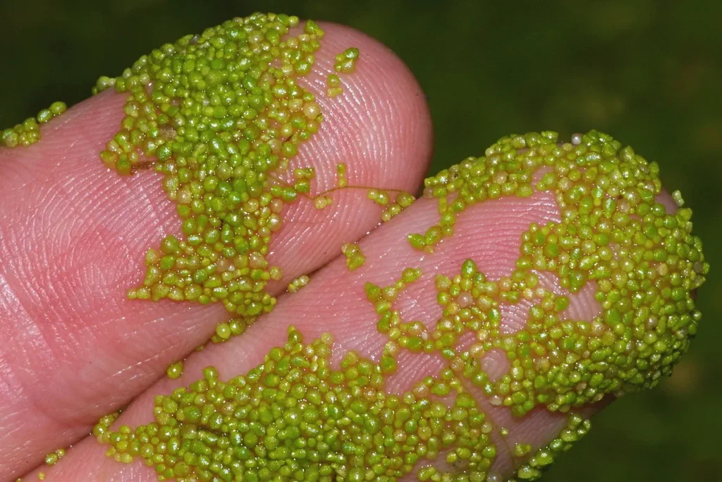 ซูเปอร์ฟู้ด ไข่ผำ ไข่น้ำ (Wolffia) หรือวูฟเฟีย ไข่ผำ ไข่น้ำ (Wolffia) หรือวูฟเฟีย