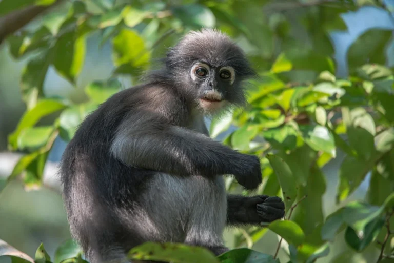 ค่างแว่นถิ่นใต้ (Dusky Langur monkey) สัตว์เลี้ยงลูกด้วยนมขนาดเล็กน่ารัก ค่างแว่นถิ่นใต้ Dusky Langur Monkey