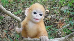 ไวรัลลูกค่างแว่นถิ่นเหนือ ซุป’ตาร์ดวงใหม่