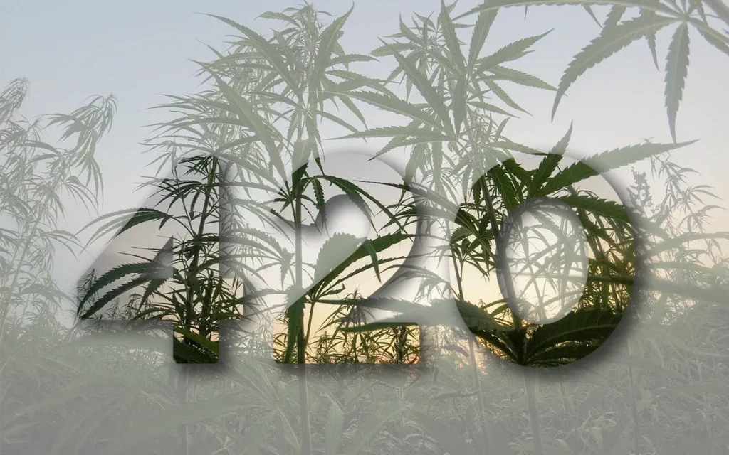 420 คืออะไร ทำไมต้อง 420 ความหมาย ที่มา ของวัฒนธรรมกัญชา 420 รหัสลับแห่งกัญชา ความหมาย ที่มา และวัฒนธรรมกัญชา