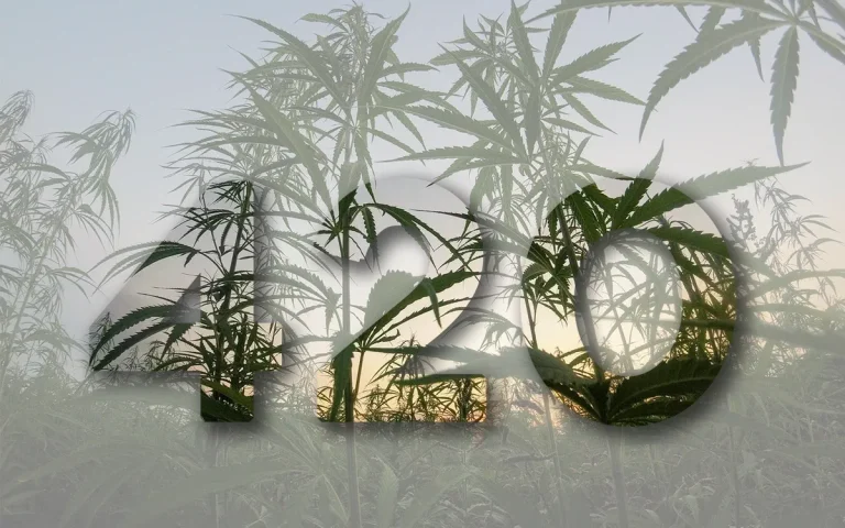 420 รหัสลับแห่งกัญชา ความหมาย ที่มา และวัฒนธรรมกัญชา