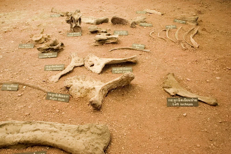 ซากไดโนเสาร์ดึกดำบรรพ์ อุทยานแห่งชาติภูเวียง จ.ขอนแก่น